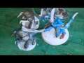 Battle Report