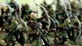 Fantasy History: Wood Elves