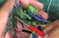 Monsters DVD: Painting a Daemon Part 3/3