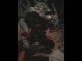 Ready Freddy my Carnifex journey part 1