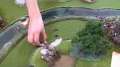 WFB Lizardmen vs Bretonians 12/11/11 pt2