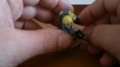 my space wolves termis