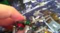 How To Add CHaracter To Your Orks