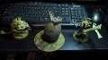 Custom Tyranids: Tervigon, Mycetic Spore and Swarmlord
