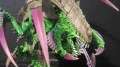 Trygon Prime
