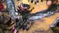 Orks Vs Tyranids Battle Report