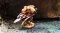 Sanguinary Guard Tactics and Showcase