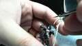 Legion of Everblight Shepard Vlog Metals and Highlights 