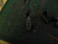 New carapace design