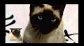 Game of Thrones Opening Sung by A cat