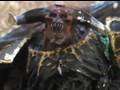 Warhammer 40k Short Film: To Field A Daemon Prince