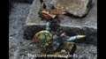 The lizard story: episode 01