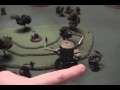 The Lost System Online Campaing PT1
