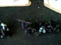 orcs and goblin amry