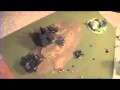 Battle Report: Space Marines vs. Necrons Part II