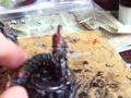 Warmachine Vlog - Cryx so far