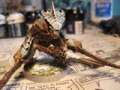 Tyranid Warriors