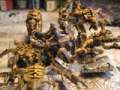 Genestealers and Broodlord