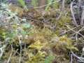 ghillie suit sniper