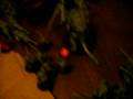 vid 9 of r 1vs2 Necron vs Tau & Nidz