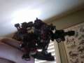 My orks
