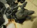 Thunder wolf Cavalry