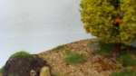 Trees and rocks