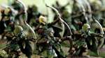 Fantasy History: Wood Elves