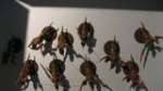 Hive fleet Otso