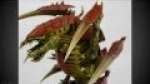 Tryanid Trygon