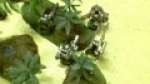 40k Battle Report: 1500pts Orks vs Space Wolves