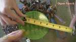 Ogres vs Tomb Kings Warhammer Fantasy Battle Report - Part 4/4 - Beat Matt Batrep