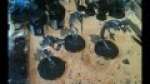 Speedpainting Necron Wraiths