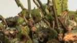 Island of Blood - Clanrats with Spear