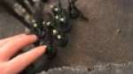 Warhammer 40k: Imperial Guard vs Necron Battle Report Part 2