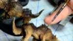 Space Wolves Thunderwolf Cavalry Painting Tutorial 1