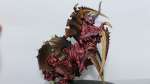 converted tervigon 