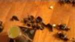 necrons vs orks battle report