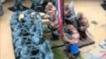 Ogre kingdom unit review : Ogre warriors