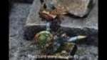 The lizard story: episode 01
