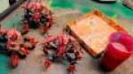 Studio Update #8- Daemons In My BRAIN