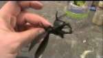 How to Use Plastic to expand your Nid Forces