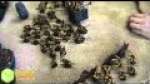 Orks vs Tyranids Warhammer 40k BATREP Part  4