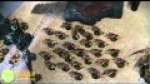 Orks VS Tyranids Warhammer 40k Battle Report Part 5