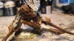 Tyranid Warriors