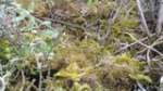 ghillie suit sniper