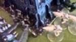 Battle Report - Eldar Vs Witch Hunters - 2000pts