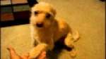 Dog does tricks for Warhammer 40k/ Christmas 2010