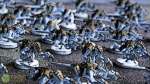 40k History: Tyranids
