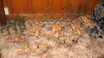 Tau army!!!!